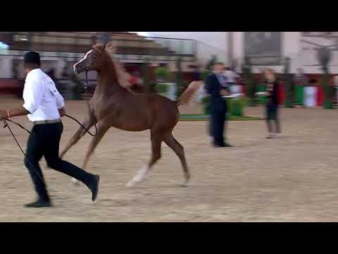 N.112 DP WINDSTORM - Italian Nationals 2018 - Futurity Colts (Class 14)