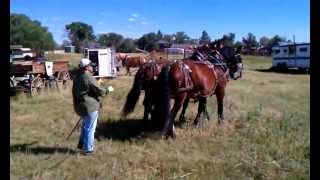 preview picture of video 'Ground Driving Our Bay Percheron Mares'