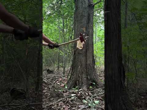 Fireman’s Axe vs Tree!🌲🪓 #fireman #firemansaxe #logger #cabin #buildingalogcabin #woodworking #axe