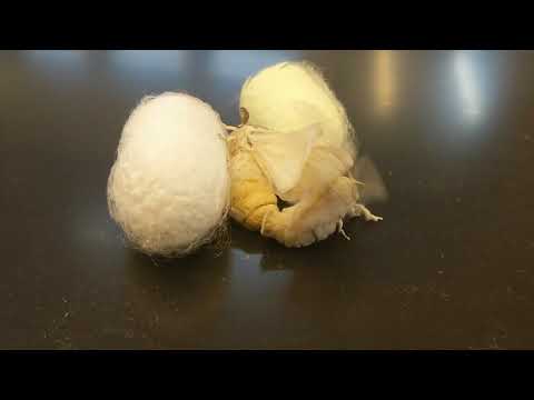 Verpaarung Seidenspinner (Bombyx mori)