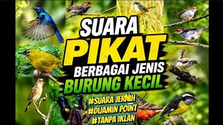 Download lagu Suara Pikat Burung Kecil Paling Ampuh | Berbagai Jenis Burung Cepat Datang TANPA IKLAN mp3