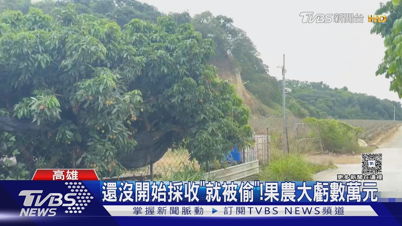 影音/玉荷包還沒熟先被「整樹搬空」!破網竊賊夜襲果園 一棵慘賠上萬