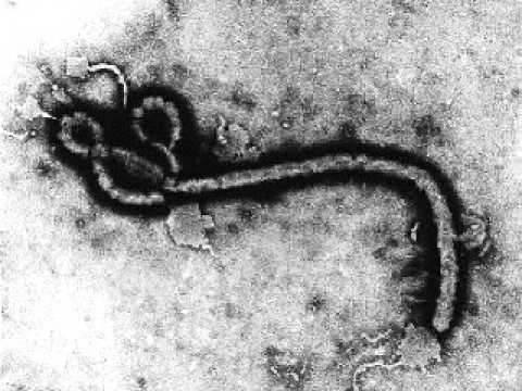 Ebola Virus - No Redemption