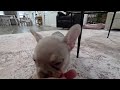 French Bulldog dogs for sale: Kai - Video 1