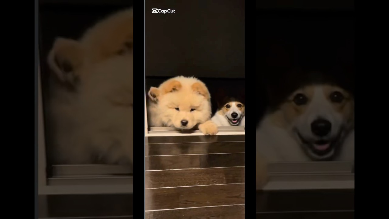 コーギーとチャウチャウ子犬、まさかの行動…自分で窓開けてきた😳#shorts