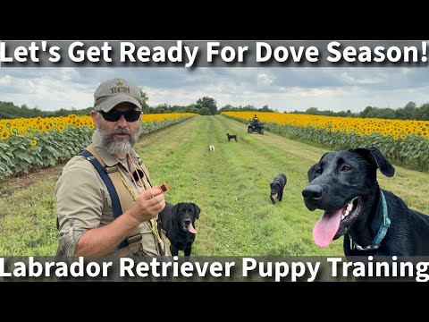 Let's Get Ready For Dove Season! | Labrador Retriever Puppy Training Session