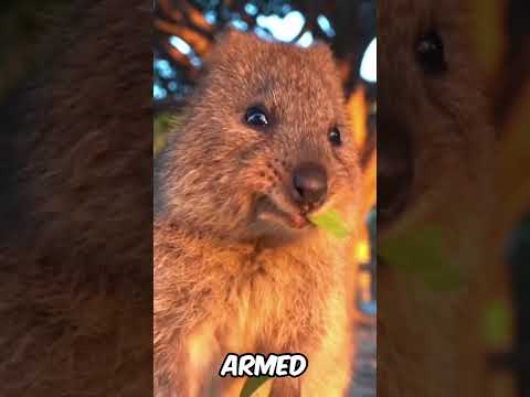 Hilarious Nature Film Outtakes: Quokka #parody #animals #naturecomedy #wildlife