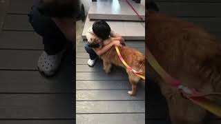 Video preview image #1 Collie-Unknown Mix Puppy For Sale in Escondido, CA, USA