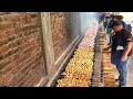 Churrasco de frango no espeto : 800 kg de galeto, coxinha, tulipa, peito, sobrecoxa, coração e mais