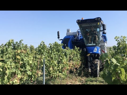 New Holland Braud 9070L | Grape harvest | Sklizeň hroznů