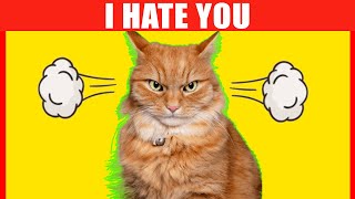 15 Signs Your Cat Isn't Fond of You