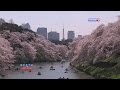 Сакура в Токио-2015 / Cherry blossom in Tokyo-2015 / 東京の ...