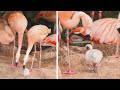 Two Male Flamingos Co Parenting A Baby Chick