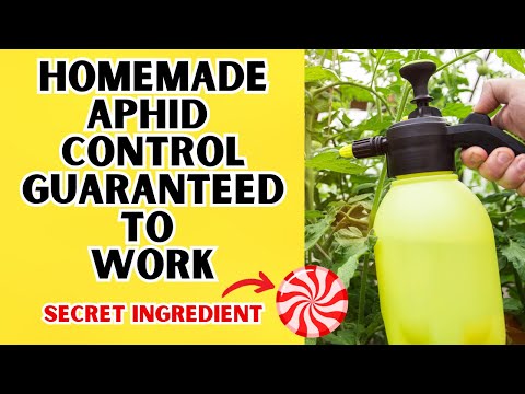 Organic Aphid Control That Has A Tasty Secret Ingredient