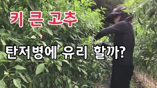 고추 키가 크면 좋은일 많이 생긴다