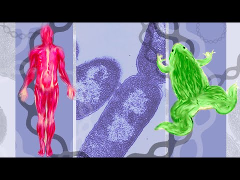 DNALC Short: CRISPR Introduction