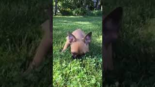 Video preview image #1 French Bulldog Puppy For Sale in BELLEVILLE, PA, USA