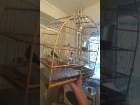 Picolette chant local Brésil