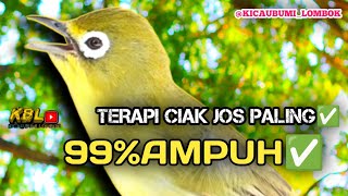 Download lagu CIAK CIAK JOSS KECIAL KUNING AMPUH||PANCINGAN KECIAL MALAS BUNYI|| mp3
