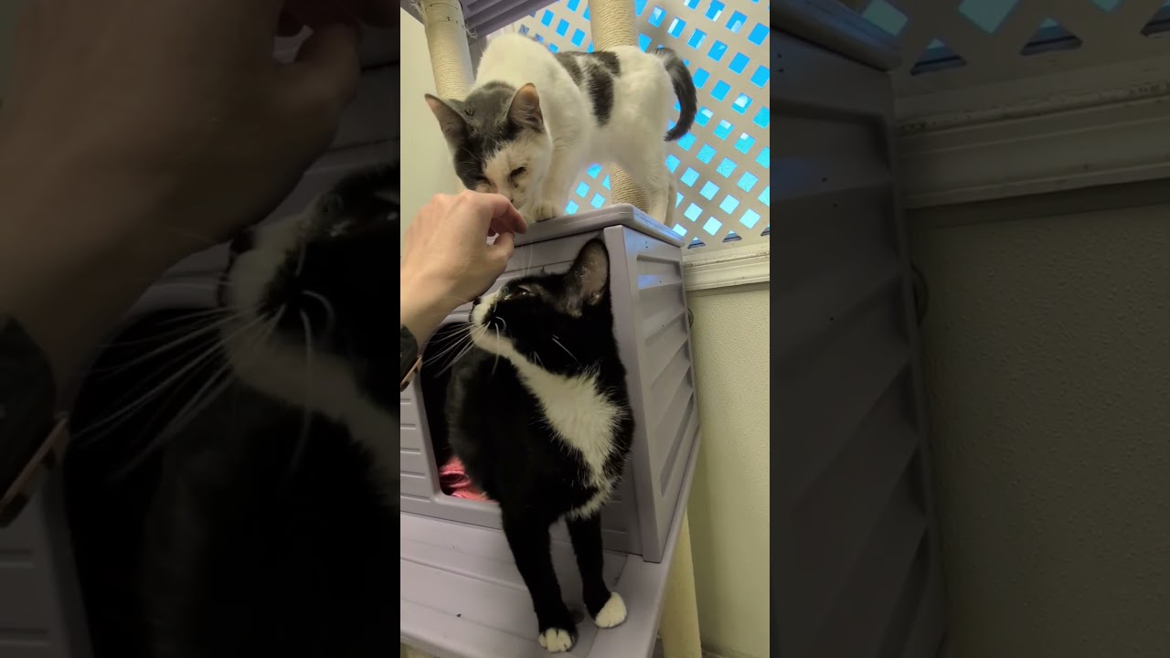 Enlarge Amber, a Adoptable mixed breed in Mount Carmel, IL video 3/3