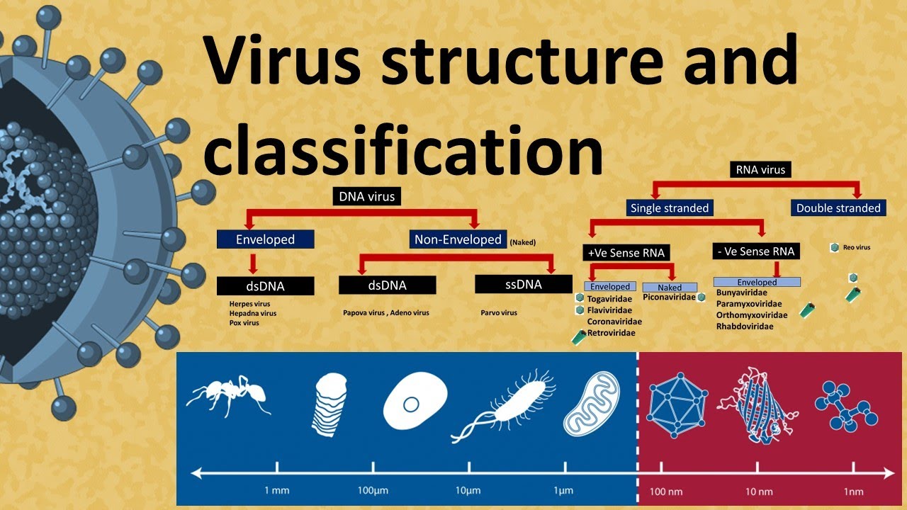 Virus structure and Classification : DNA and RNA virus