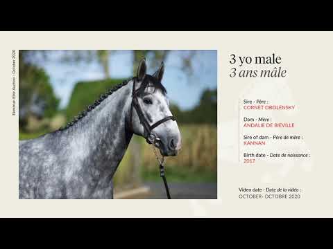Lot 25 - 3yo male - Cornet Obolensky x Andalie de Bieville (Kannan)
