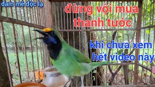 Download lagu Cách Lựa Chọn Chim Thanh Tước Đẳng Cấp Nhất | đam mê độc lạ mp3 Download lagu Cách Lựa Chọn Chim Thanh Tước Đẳng Cấp Nhất | đam mê độc lạ mp3