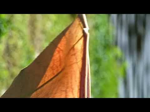 Jonathan Wood Vincent | We Will Survive