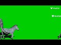 Zoo Animal Stampede Green Screen