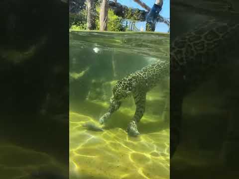 Have you ever seen a Jaguar do this? 👀 #jaguar #swim #jaguars #water #bigcats #underwater