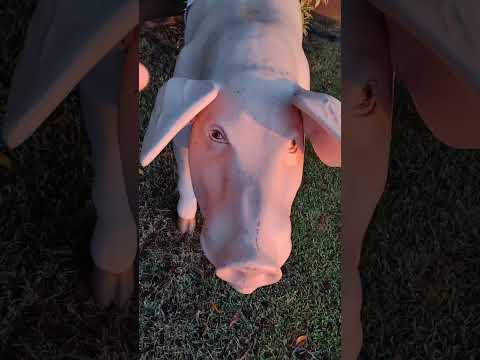 GRANJA SANTA INÊS LUZ MINAS GERAIS 🙏🙏