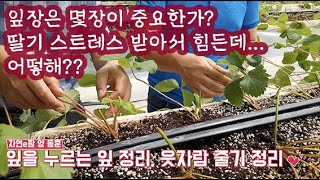 딸기 정식 5일차? 잎장 제거 그리고 방법은??? 뿌리 활착할 때 뿌리 스트레스가 심한데 엽면 시비는 무엇으…