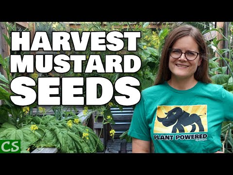 How to Save Mustard Green Seeds - Tips and Tricks
