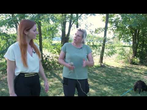 Der Dog Coach Folge 1 - Leinenführigkeit