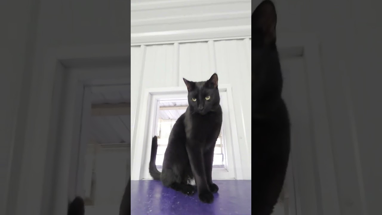 Enlarge Sofia, a Adoptable Domestic Short Hair in Blairsville, GA video 5/5