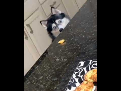 Hush Papy #youtubeshorts #youtube #viral #hushpuppi #hushpuppy #dog