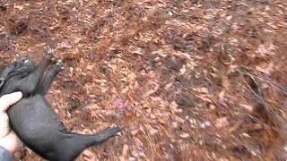 Caught Baby Wild Hog