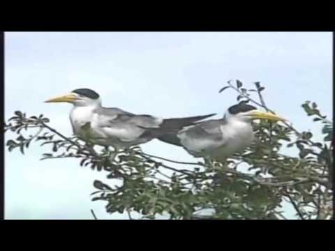 1 Cadena de Coros Universales que nunca pasaran de moda