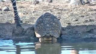 Tortoise at the Waterhole | Ranger Insights
