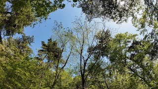 Bird Sounds: Spring In The Forest