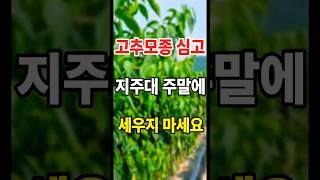 고추 심고 2,3일안에 반드시 해야 하는데 초보가 가장 많이 하는 치명적 실수 #고추농사 #고추재배 #고추모…