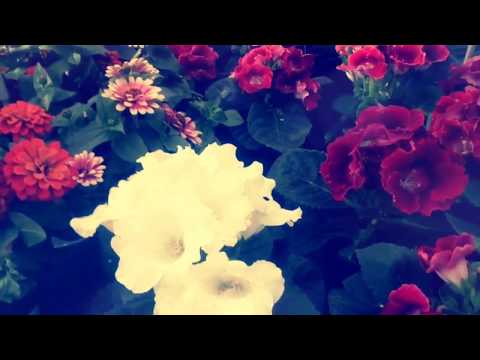 KDILSHAN - FLOWERS (TRAILER OFFICIAL VIDEO)