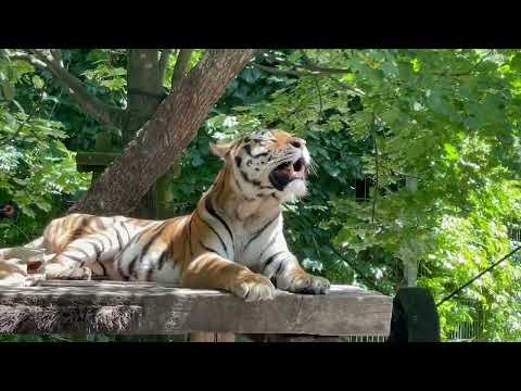 Amazing animals movie 1