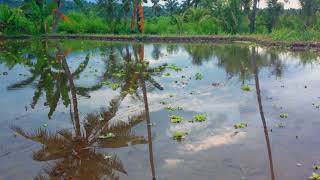 Watering Rice Field Farming Step before Paddy Sowing