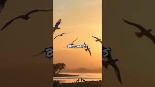 Descanso na Confiança 🛌