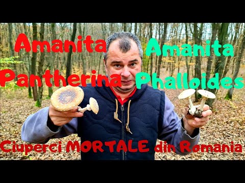 , title : 'Cele mai toxice ciuperci (mortale) din Romania - Amanita Pantherina si Amanita Phalloides'