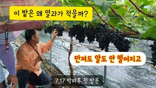 블랙사파이어 환상박피 그 후 알게 된 2가지