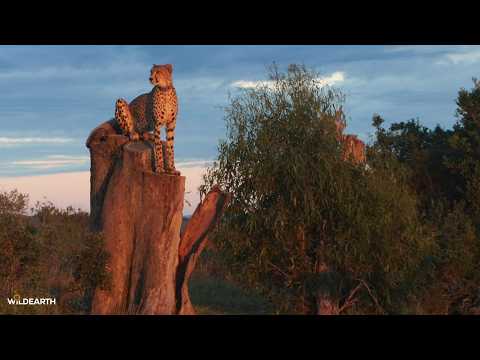 When the plains come alive  - SafariLIVE Sunrise - 18 February 2026