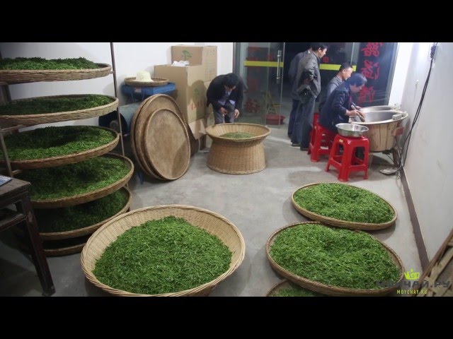 Аньхой. Хошань. Жёлтый чай - сбор и производство. Часть вторая
