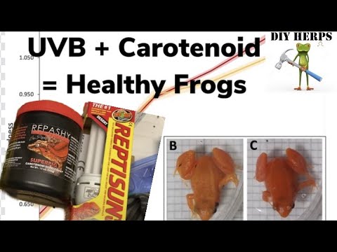 DIY Scientific UVB (30 mins 3 days/week) and Carotenoid Treatment to Enhance Pigmentation in Frogs